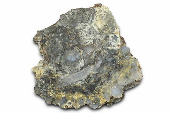 Dinosaur Coprolite Nodule Slice - Utah #372718